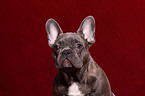 French Bulldog Portrait