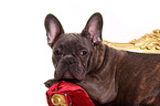 French Bulldog Portrait