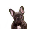 French Bulldog Portrait