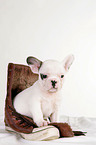 French Bulldog Puppy