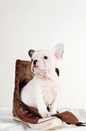 French Bulldog Puppy