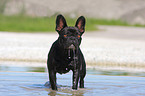 bathing French Bulldog