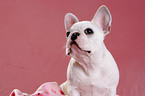 young French Bulldog