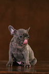 French Bulldog Puppy