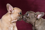 French Bulldog Puppies