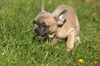 French Bulldog Puppy