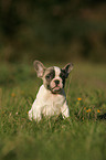 French Bulldog Puppy