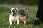 French Bulldog Puppies