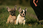 French Bulldog Puppies