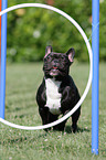 French Bulldog at agility