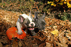 French Bulldog Puppies