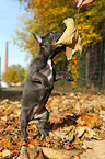 French Bulldog Puppy