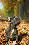 French Bulldog Puppy