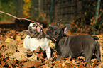 French Bulldog Puppies