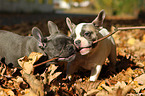 French Bulldog Puppies