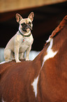 French Bulldog sitting on horse