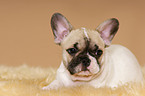 French Bulldog Puppy