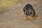 bathing French Bulldog