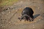 bathing French Bulldog