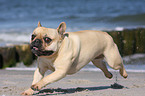 running French Bulldog