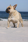 standing French Bulldog