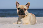 lying French Bulldog