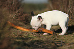 French Bulldog Puppy