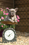 French Bulldog Puppy