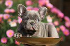 French Bulldog Puppy