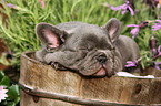 French Bulldog Puppy