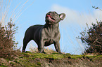 standing French Bulldog