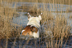 swimming French Bulldog