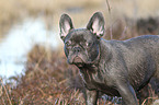 French Bulldog Portrait