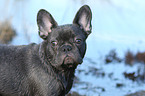 French Bulldog Portrait