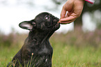 French Bulldog Portrait