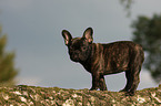 French Bulldog