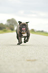 running French Bulldog