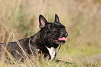 lying French Bulldog