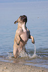 jumping French Bulldog