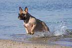 running French Bulldog