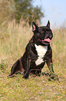 sitting French Bulldog