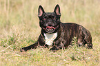 lying French Bulldog