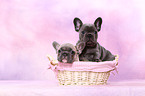 French Bulldog Puppies