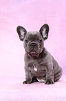 French Bulldog Puppy