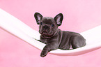 French Bulldog Puppy