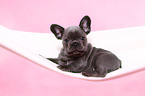 French Bulldog Puppy