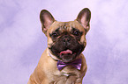 French Bulldog Portrait