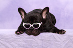 lying French Bulldog