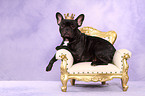 lying French Bulldog