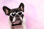 French Bulldog Portrait